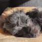 Personalised Cute Dog Toy Storage Basket with Matching Soft Customised Blanket